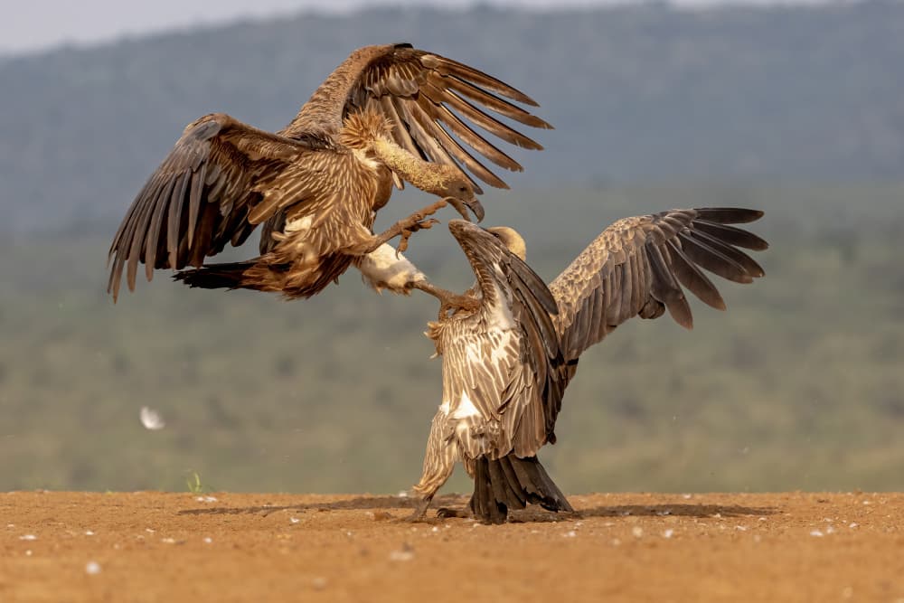 Clash of Vultures by Alessandro Catta — canvas wall art