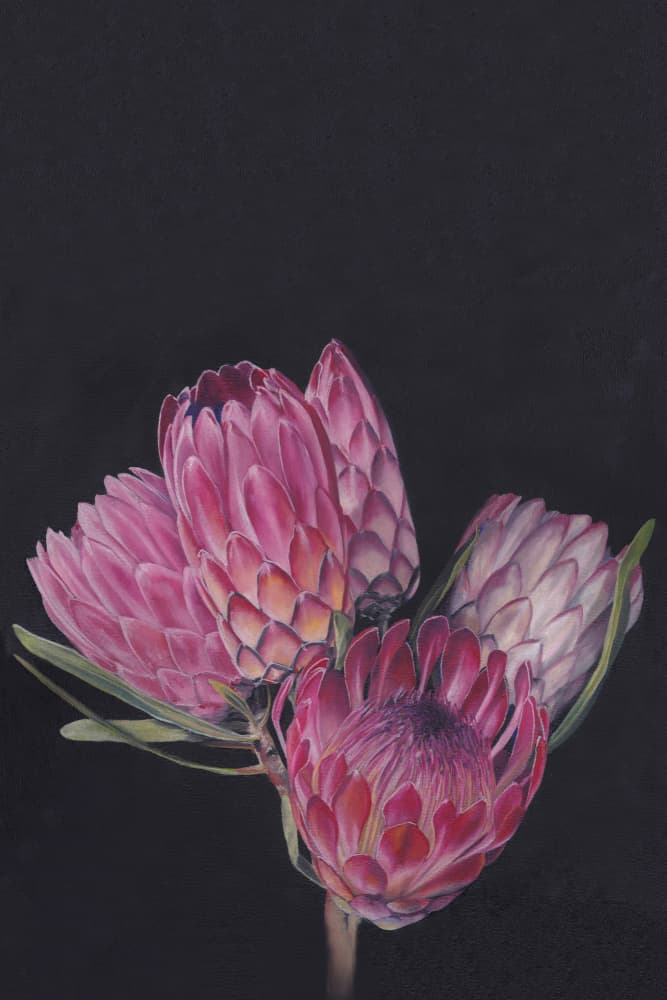 Vibrant Protea Flowers by Viccy Wanliss — canvas wall art