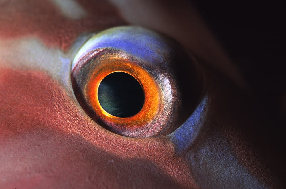 Vibrant Fish Eye by Romano Molinari — canvas wall art