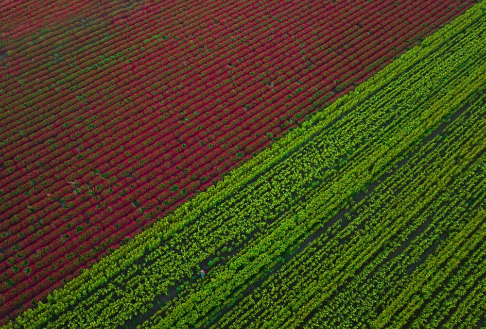 Contrasting Red Green Fields by DonnaHom APA — canvas wall art
