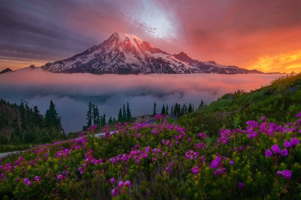 Majestic Mountain Flower Sunset by Chris Moore — canvas wall art