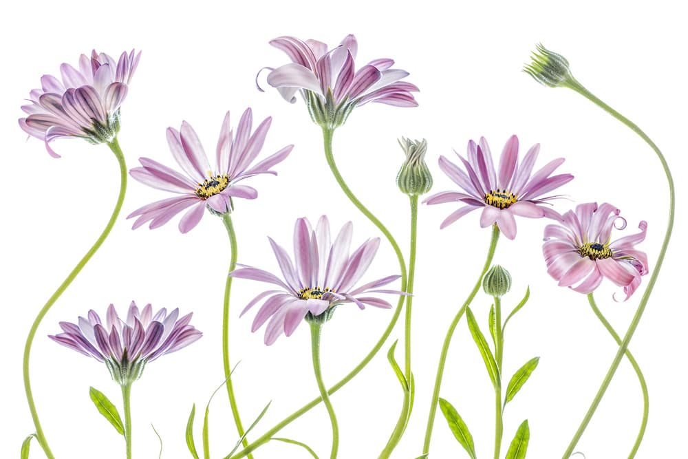 Cape Daisies by Mandy Disher — canvas wall art