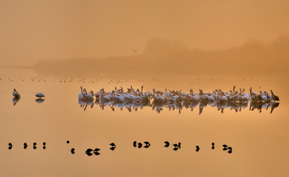 Golden Hour Pelicans by Yair Tzur — canvas wall art