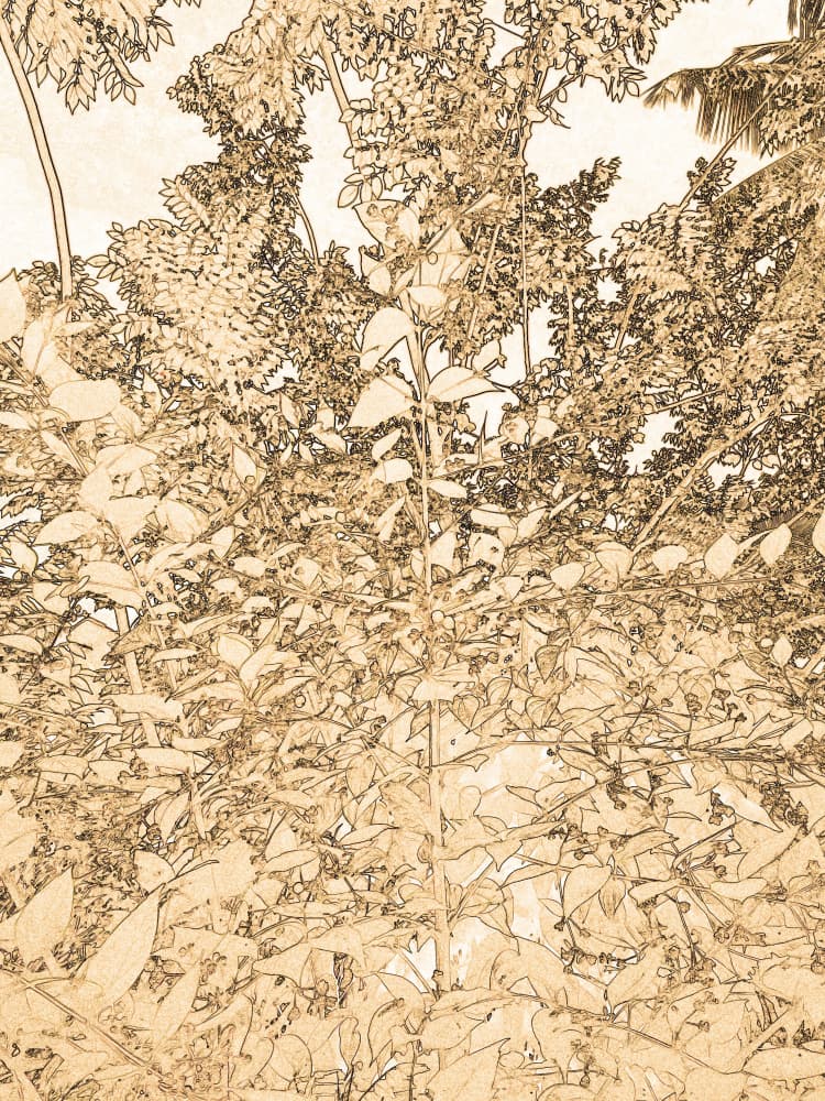 Earthy Botanical Outlines by Santhosh ch — canvas wall art