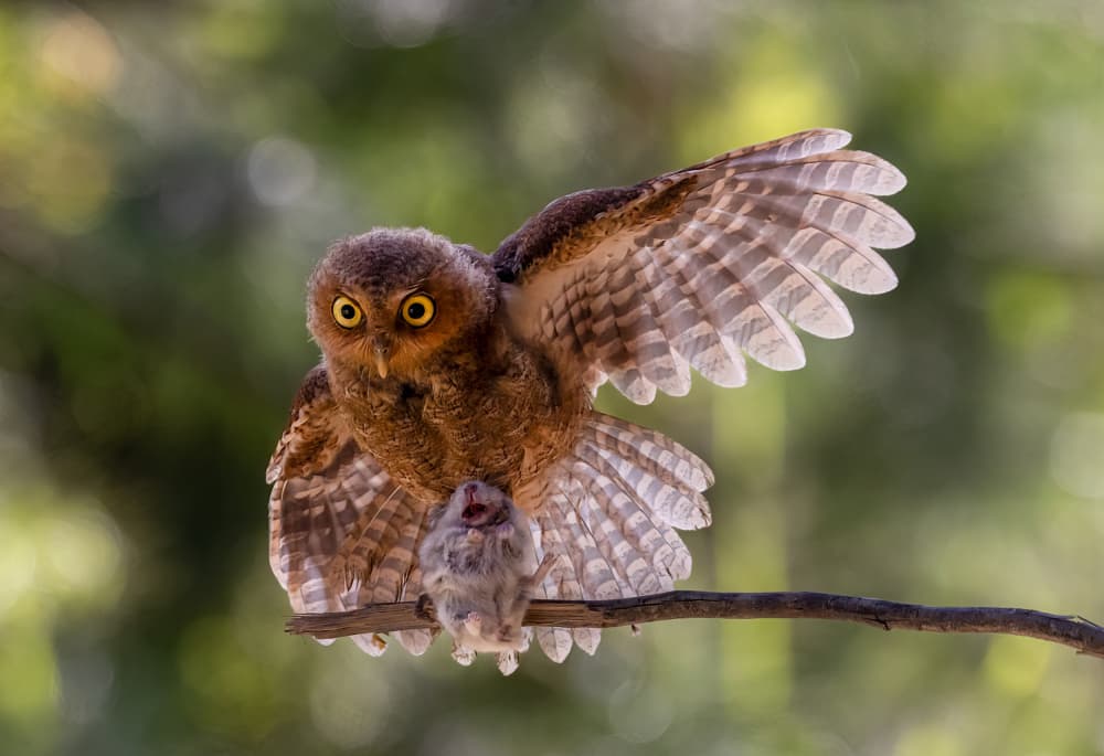 Alert Baby Owl by DonnaHom APA — canvas wall art