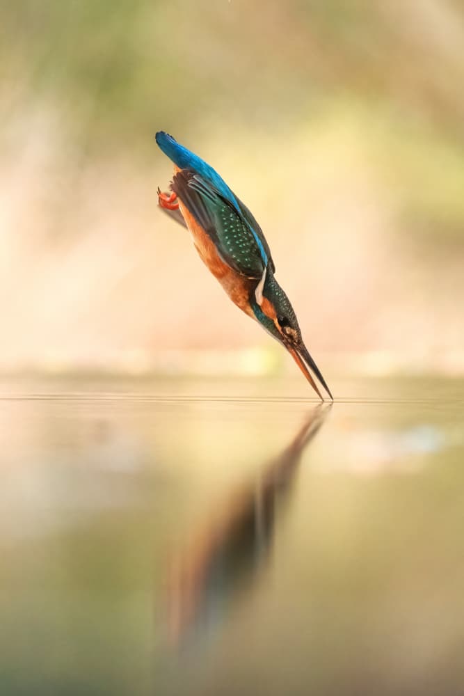 Kingfisher Skimming Water by MIN LI — canvas wall art