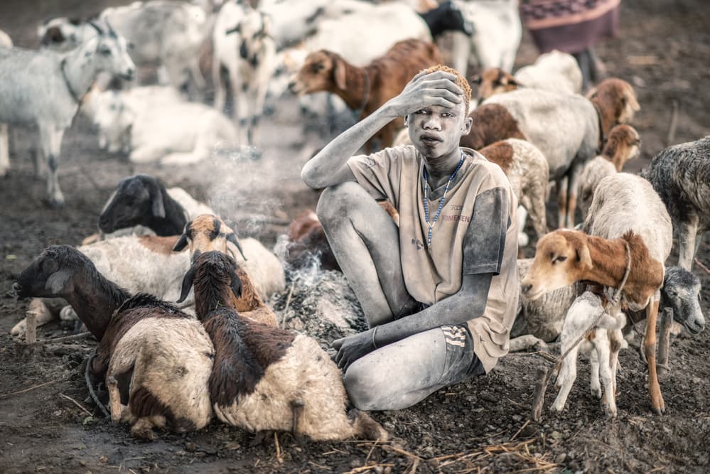 Dusty Boy Among Goats by Trevor Cole — canvas wall art
