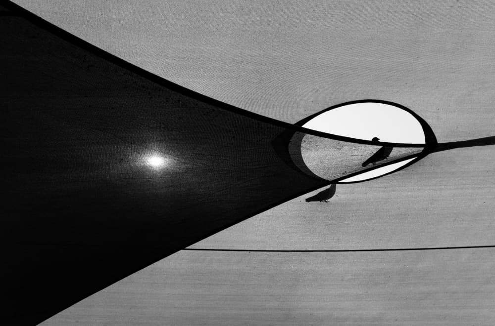 Abstract Pigeons Sun by Amnon Eichelberg — canvas wall art