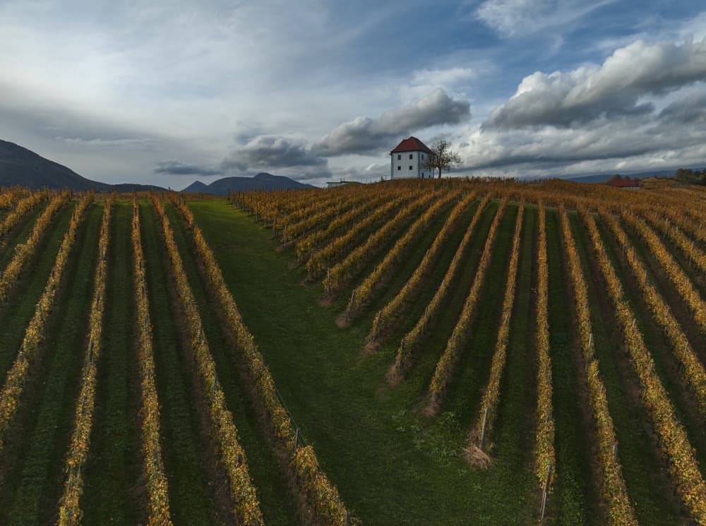Golden Autumn Vineyard by Jure Kravanja — canvas wall art