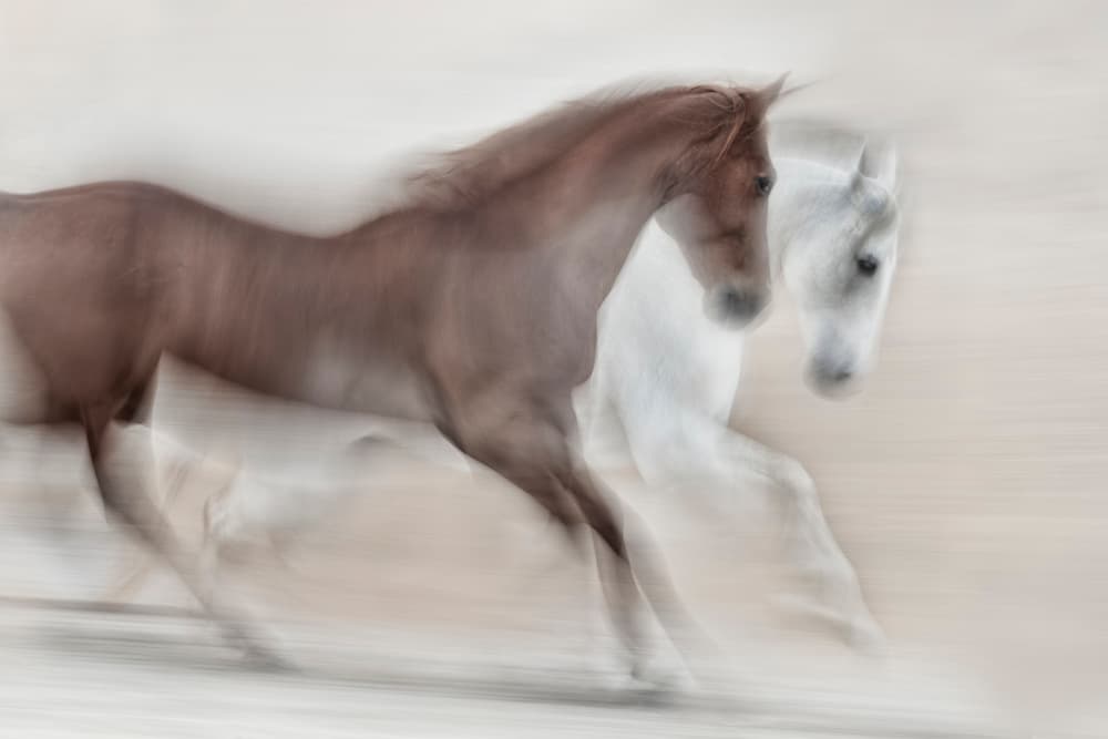 Galloping Horses by Martine Benezech — canvas wall art