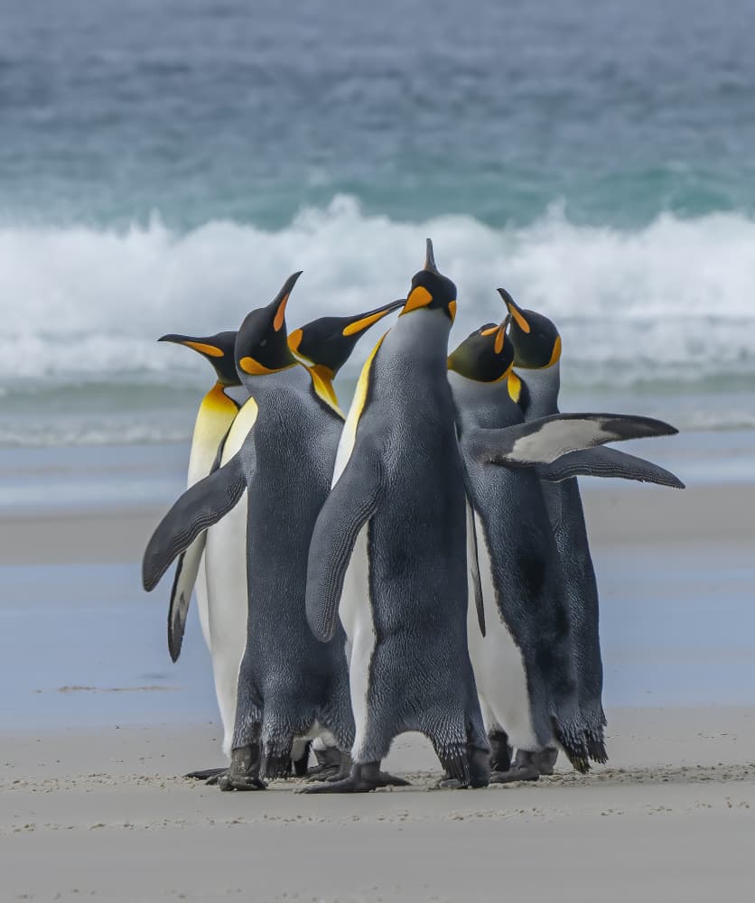 Curious King Penguins by Feng Qin — canvas wall art