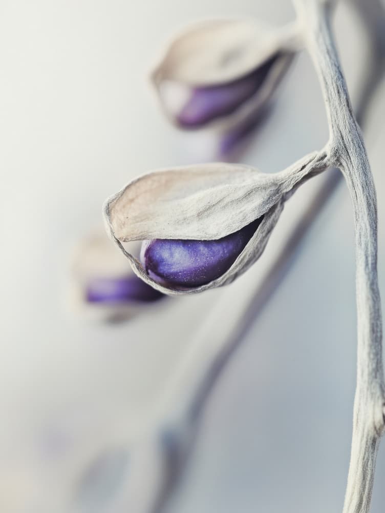 Ethereal Blossoms by Treechild — canvas wall art