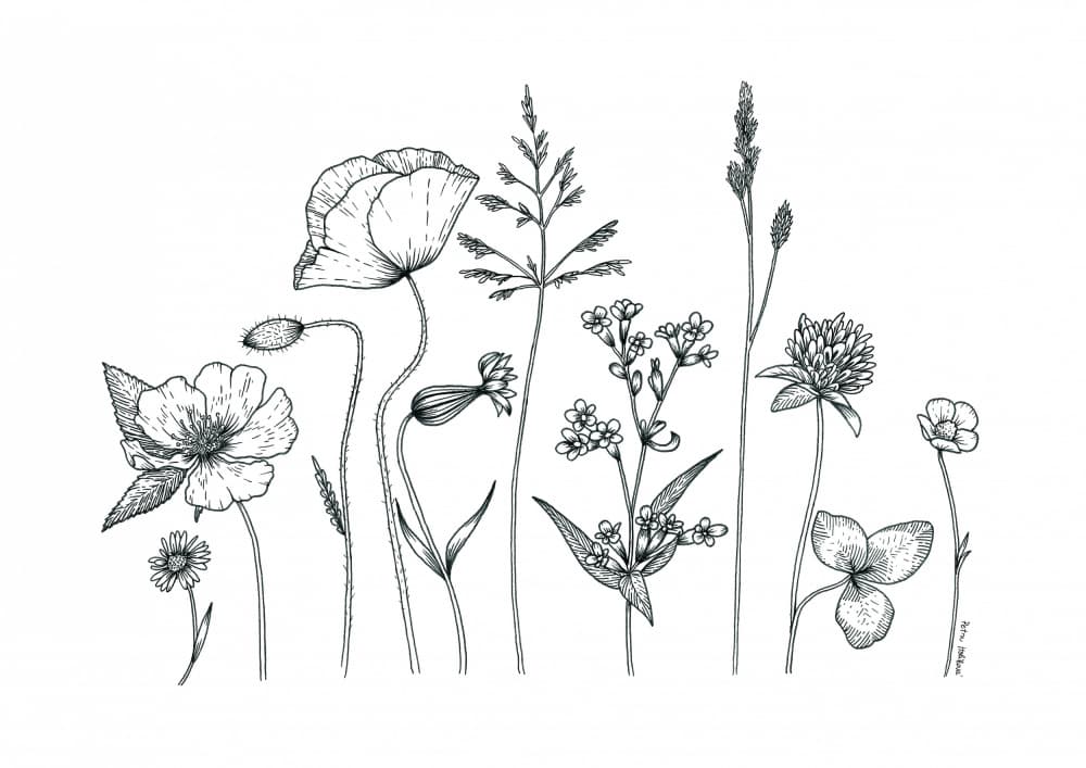 Wildflower Botanical Drawing by Petra Holíková — canvas wall art