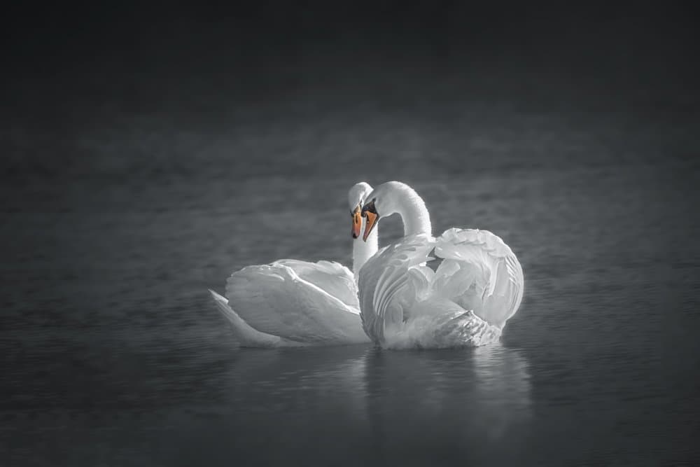 Romantic Swan Couple by Mei Hu — canvas wall art