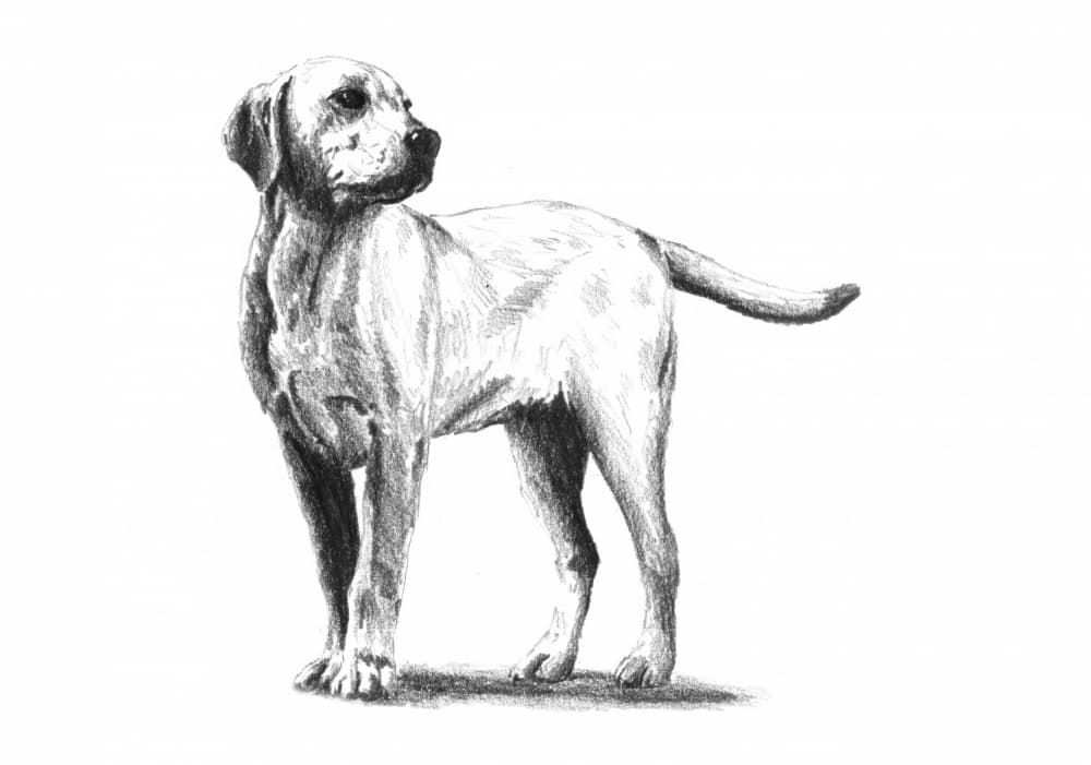 Attentive Dog Sketch by Kulik — canvas wall art