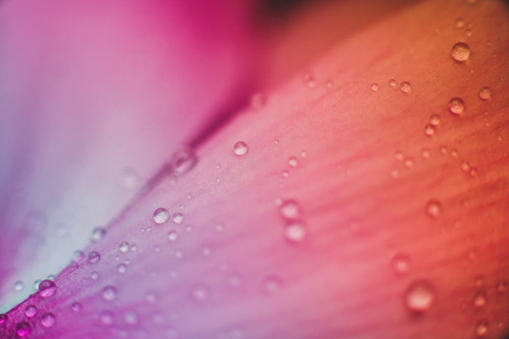 Vibrant Petal Drops by Javier Pardina — canvas wall art