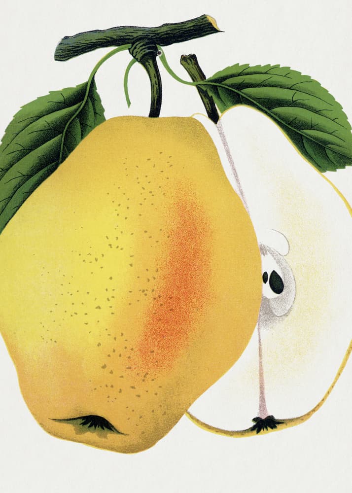 Kiefer's Hybrid Pear Lithograph by Botanical Specimen Rochester Lithographing — canvas wall art