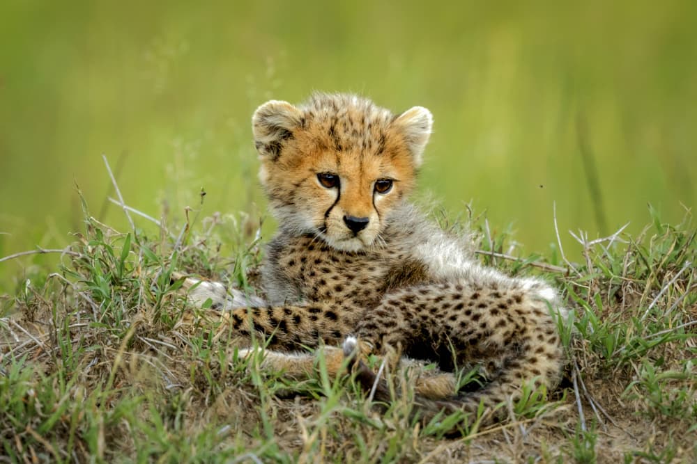 Sweet Savannah Cub by Roshkumar — canvas wall art