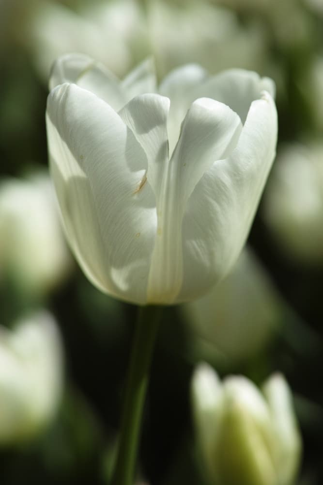 Elegant White Tulip by engin akyurt — canvas wall art