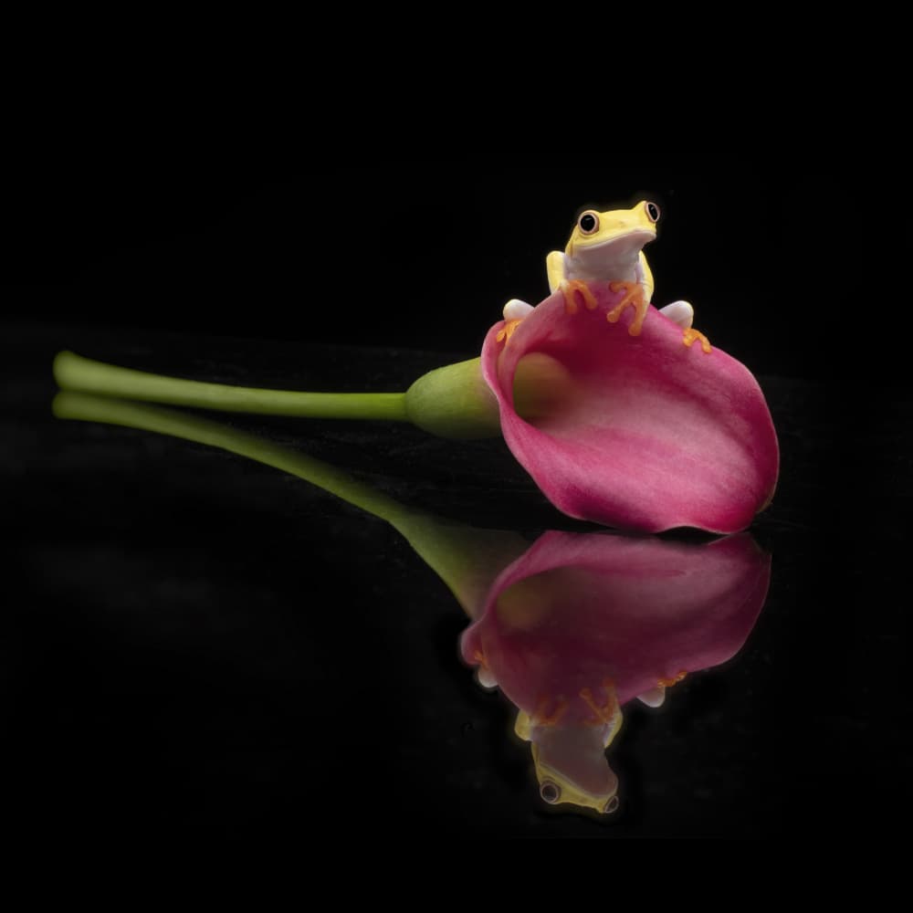 Frog on Pink Calla Lily by Linda D Lester — canvas wall art
