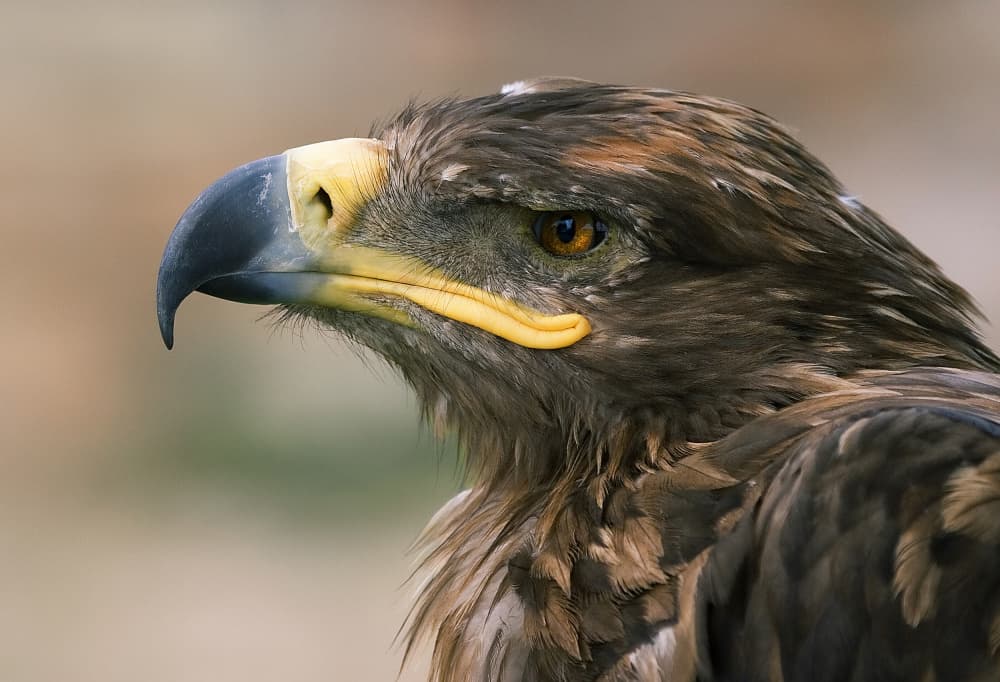 Majestic Eagle Profile by Juan Antonio Palacios — canvas wall art
