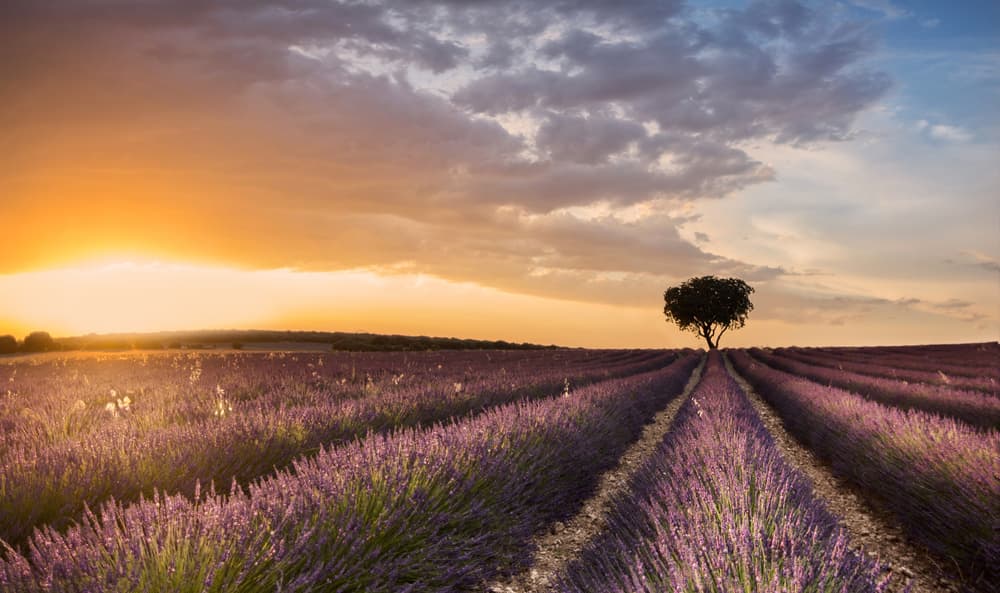 Lavender Field Sunset by Fran Ros — canvas wall art