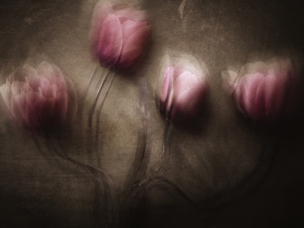 Dreamy Pink Tulips by Kahar Lagaa — canvas wall art