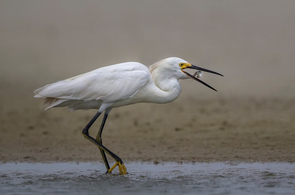 Snowy Egret Fishing by Greg Barsh — canvas wall art