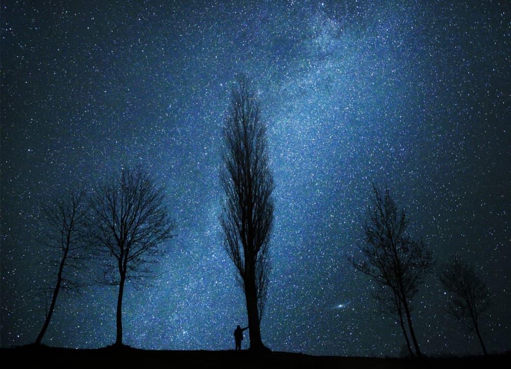 Starlit Trees Landscape by Mindaugas Žarys — canvas wall art