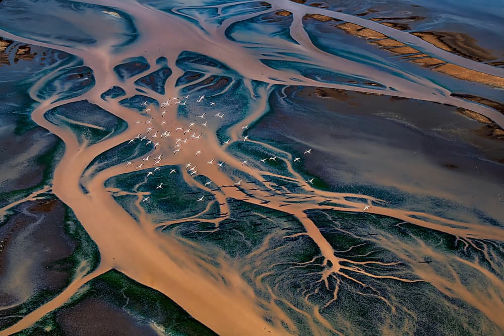 River Delta Bird Flight by Jie Fischer — canvas wall art