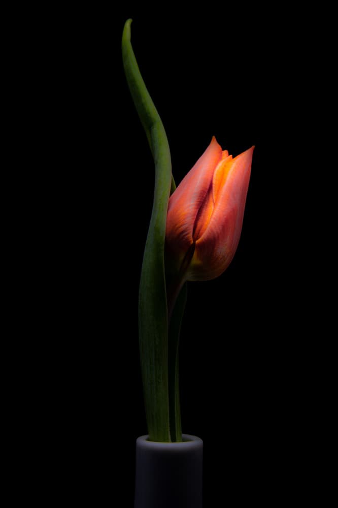 Elegant Tulip Bloom by Frank Ulrich Gandenberger — canvas wall art