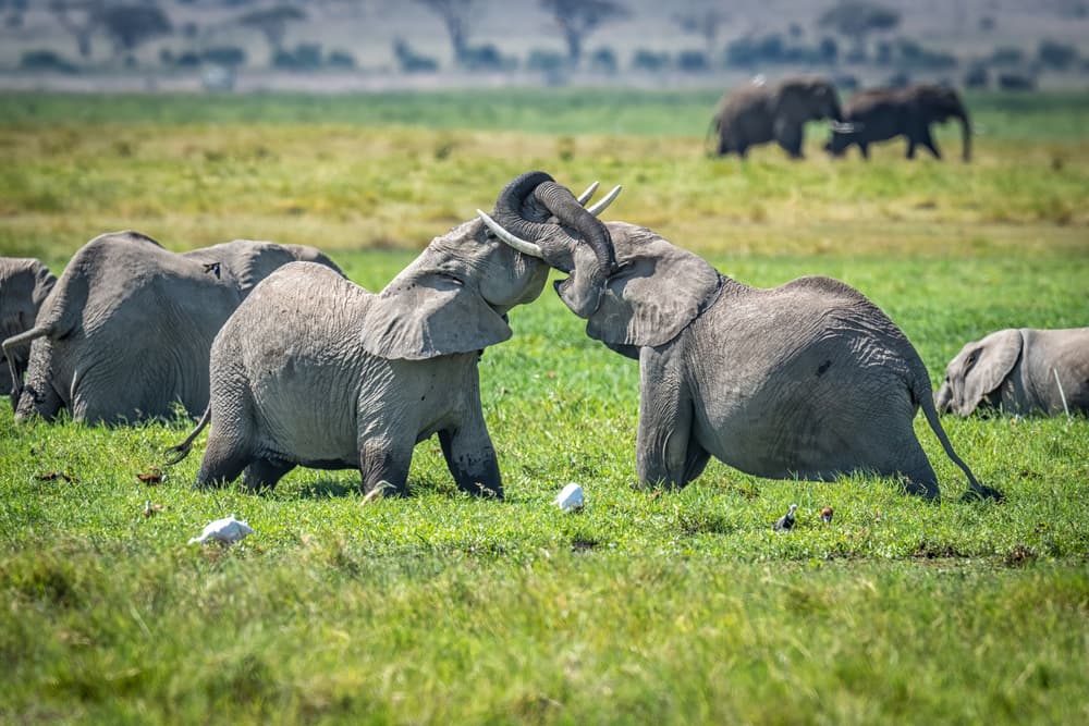 African Elephants At Play by Jeffrey C. Sink — canvas wall art
