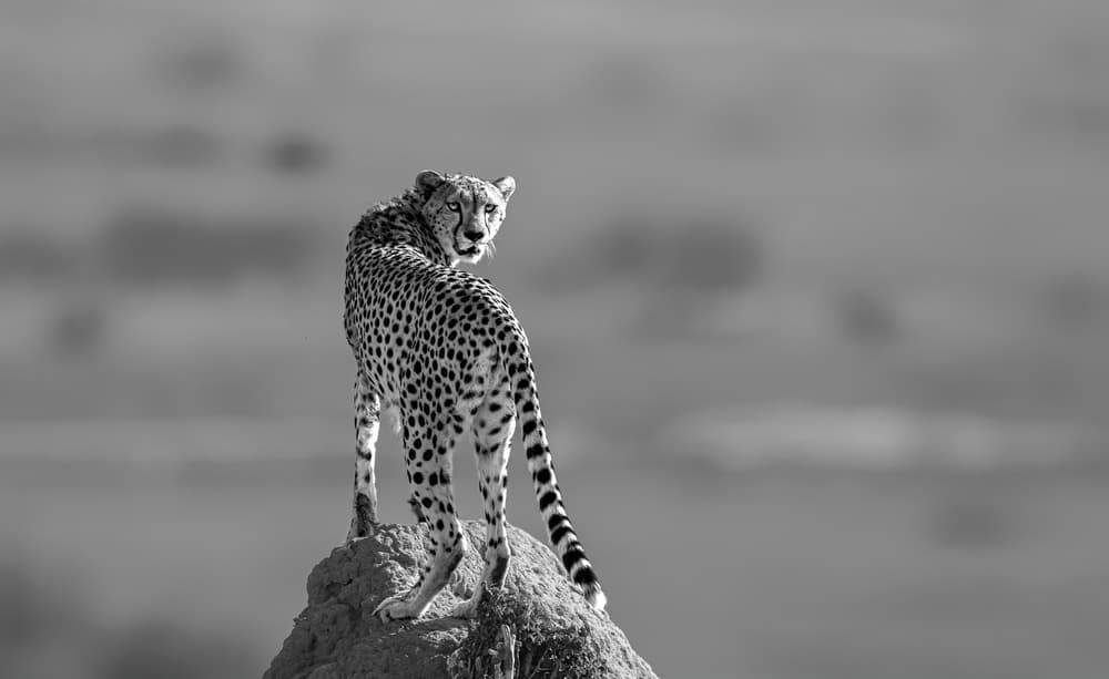 Regal Cheetah's Gaze by Jie Fischer — canvas wall art