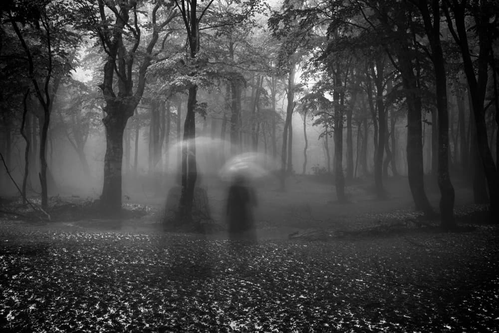 Mysterious Foggy Forest by Sho Shibata — canvas wall art
