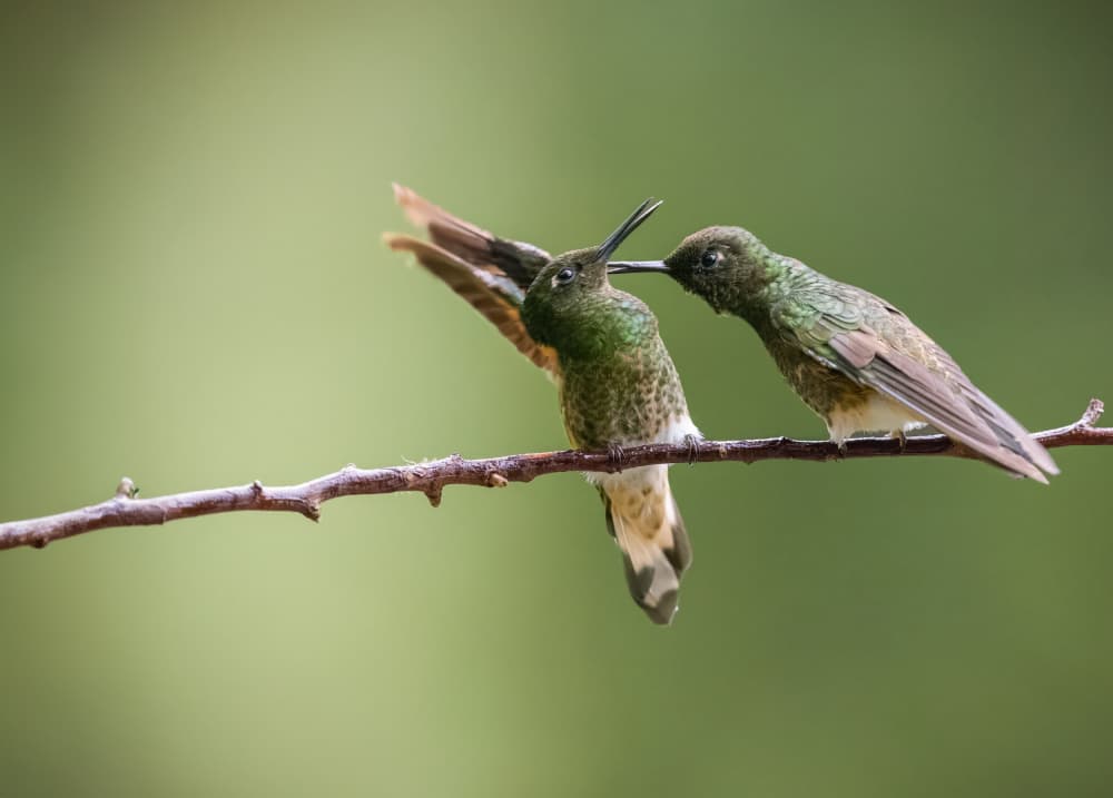 Gentle Hummingbird Connection by Eugene Zhu — canvas wall art