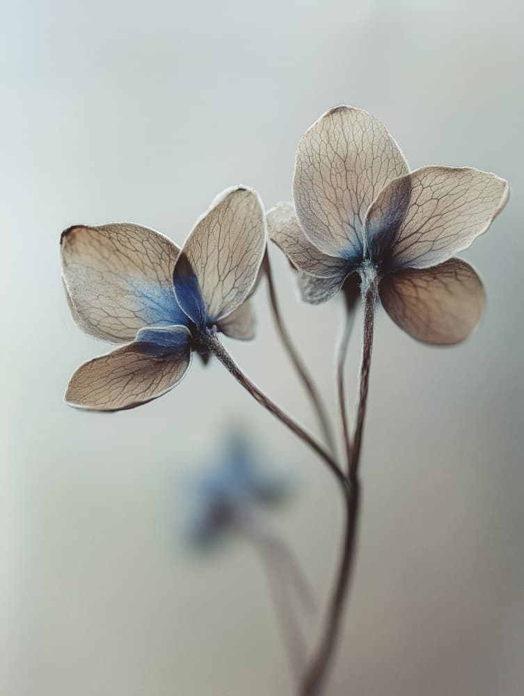 Whispers of Petals by Treechild — canvas wall art