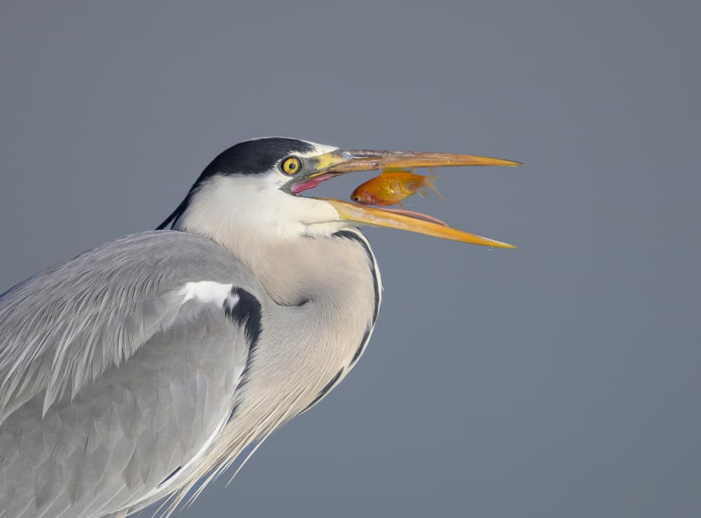 Grey Heron Catches Fish by Mallal Moshe — canvas wall art