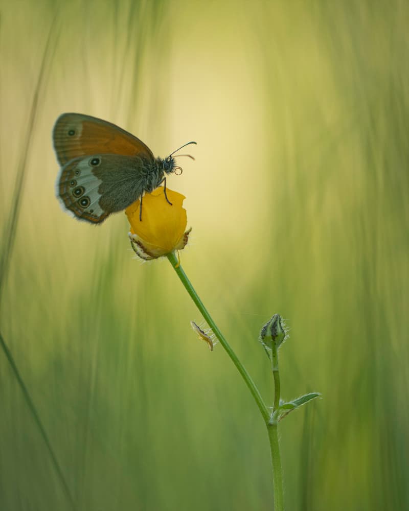 Butterfly on a Buttercup by Daan de Vos — canvas wall art