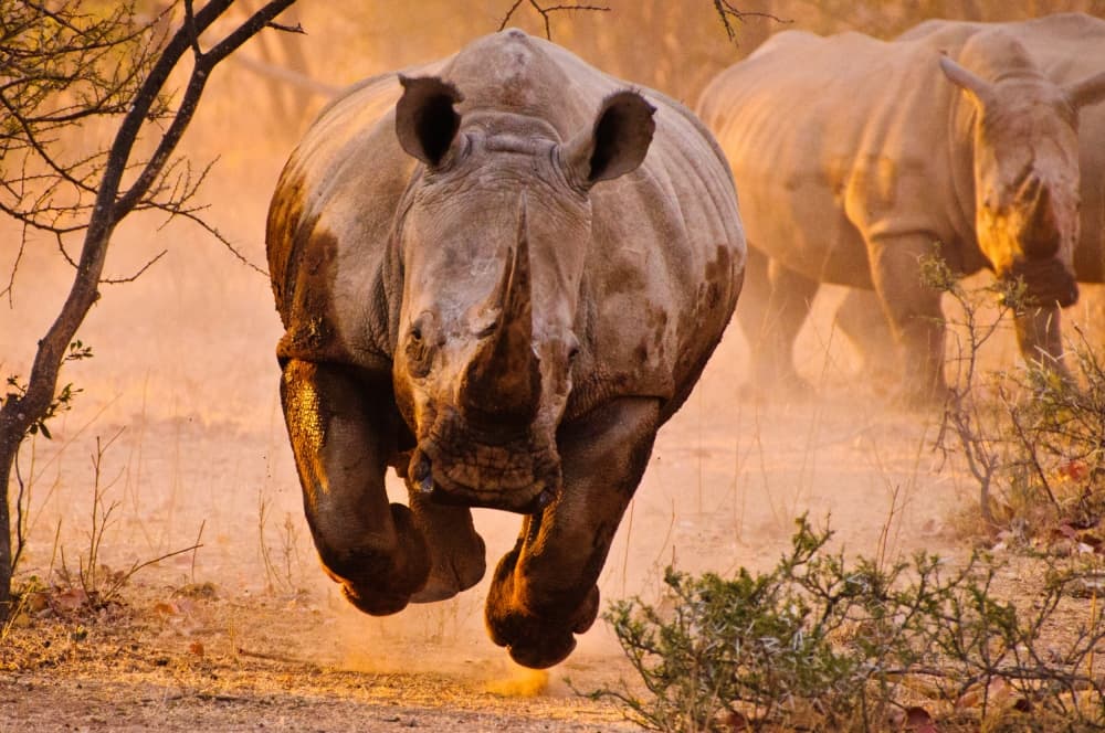 Running African Rhinos