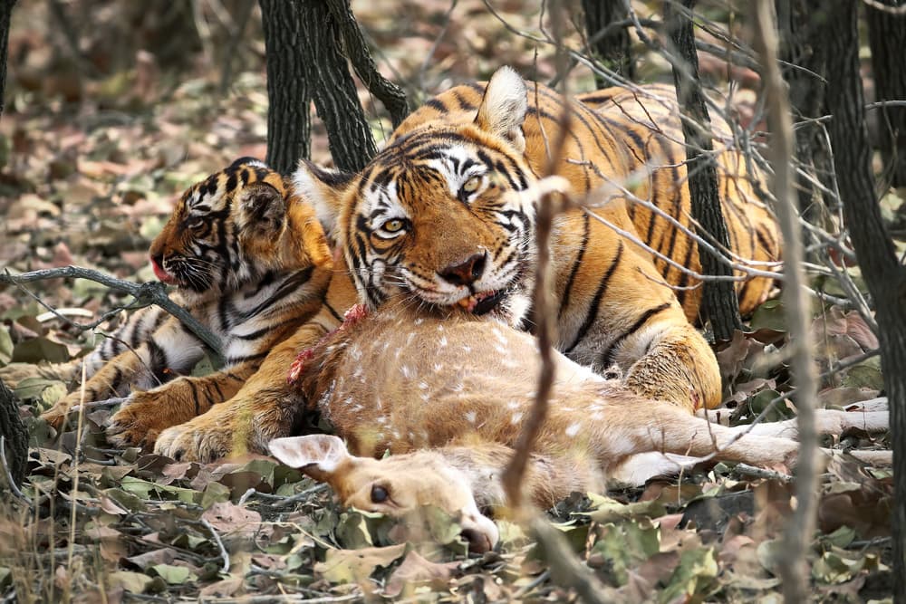 Wild Tiger Family Meal by Nicolás Merino — canvas wall art