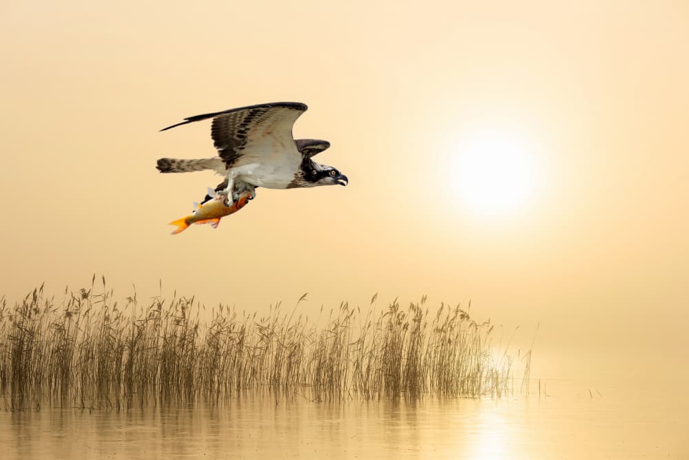 Osprey's Golden Catch by אייל בר אור • Eyal Bar Or — canvas wall art