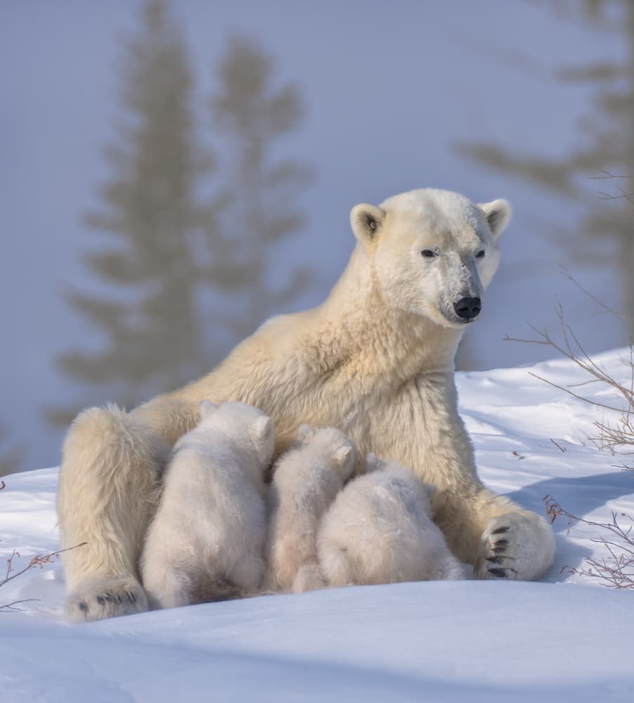 Winter Polar Bear Family by MIN LI — canvas wall art