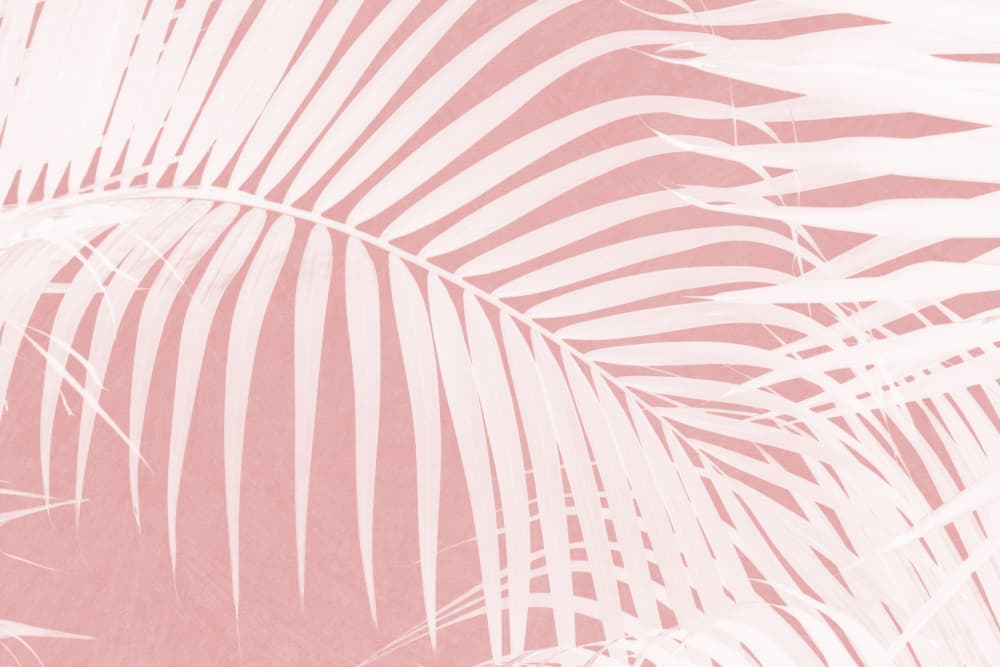 Tropical Pink Palms by amini54 — canvas wall art
