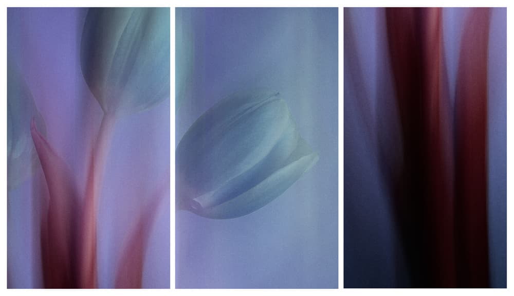 Dreamy Tulip Hues by Ibrahim Nabeel — canvas wall art