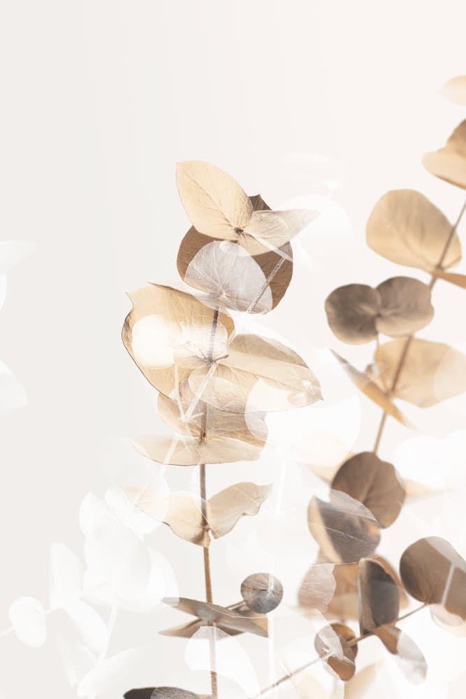 Soft Eucalyptus Serenity by Pictufy Studio III — canvas wall art