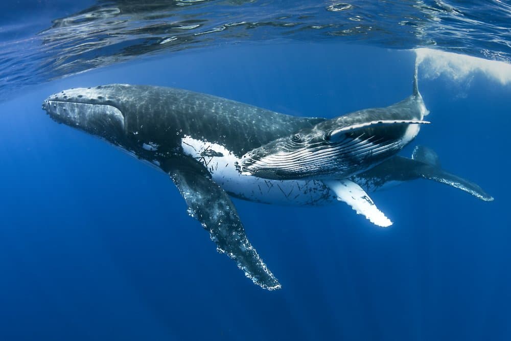 Humpback Whale Family by Cédric Péneau — canvas wall art