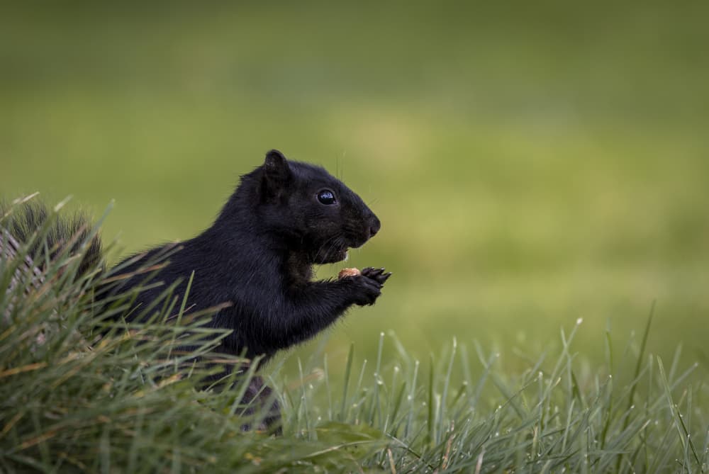 Black Squirrel Eating Nut by Ozan AKTAS — canvas wall art