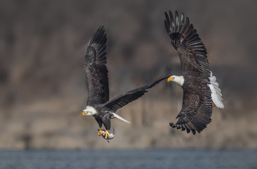 Eagles Battle For Fish by Jennifer Lu — canvas wall art