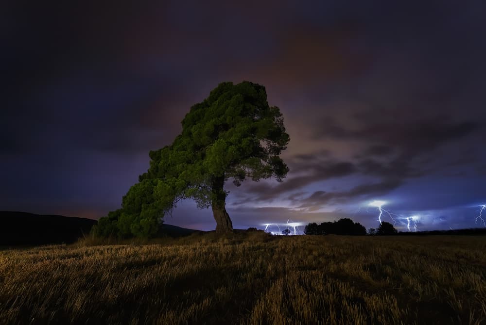 Electric Storm Tree by Paco Herrero — canvas wall art