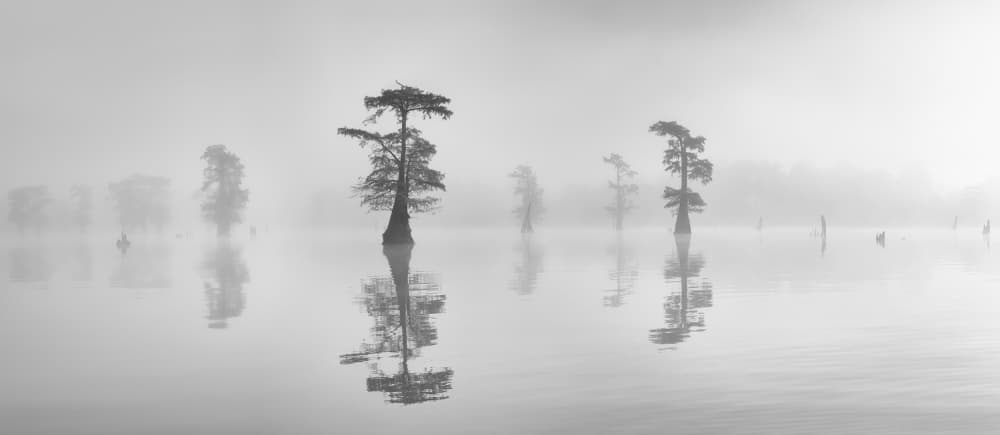 Misty Cypress Reflections by Aidong Ning — canvas wall art